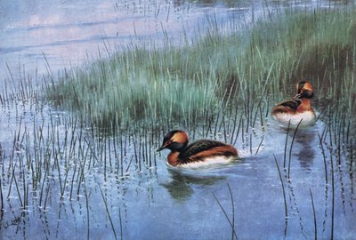 Slavion veya Boynuzlu Grebe (lito) by George Edward Lodge