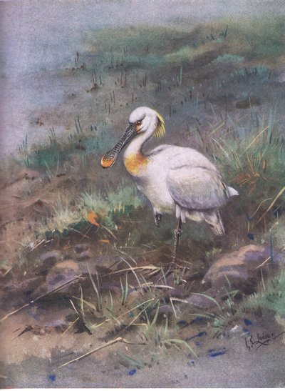 Kaşıkgaga (lito) by George Edward Lodge