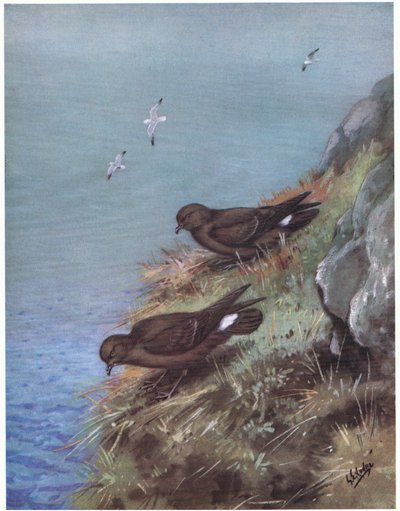 Fırtına Kuşu (taş baskı) by George Edward Lodge