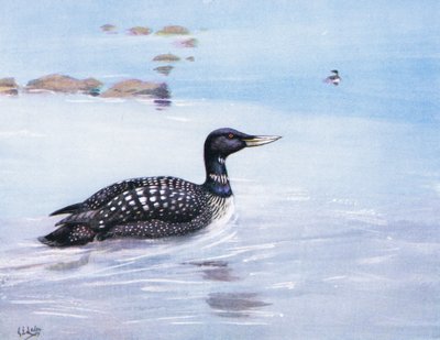 Beyaz Gagalı Kuzey Dalgıcı (lito) by George Edward Lodge