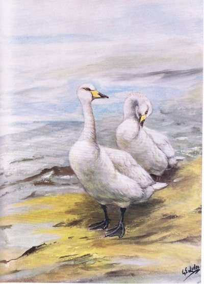 Whooper Kuğu (lito) by George Edward Lodge