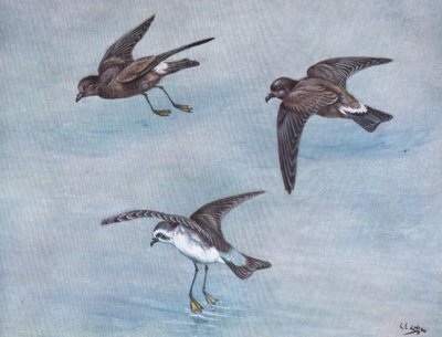 Wilsons Petrel, Harcourt veya Madeiran Petrel, Beyaz Yüzlü veya Fırkateyn Petrel (lito) by George Edward Lodge