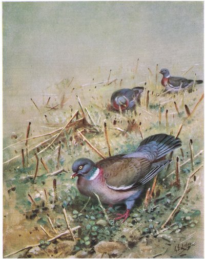 Ahşap Güvercin (lito) by George Edward Lodge
