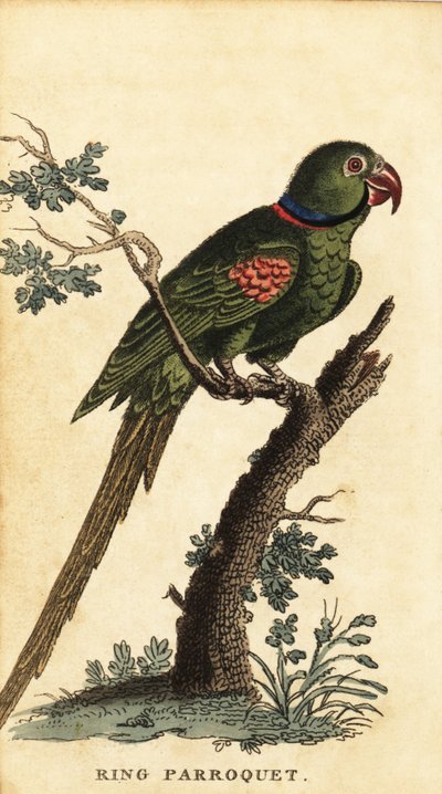 Alexandrine muhabbet kuşu, Psittacula eupatria., 1800 (gravür) by George Edwards