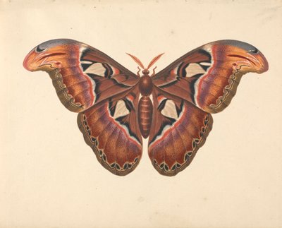 Atlas Güvesi by George Edwards
