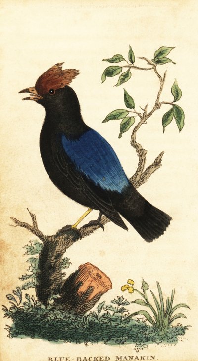 Mavi sırtlı manakin, Chiroxiphia pareola., 1800 (gravür) by George Edwards