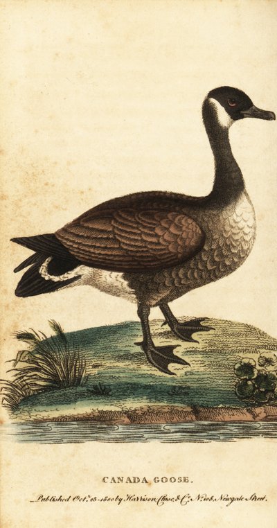 Kanada kazı, Branta canadensis., 1800 (gravür) by George Edwards