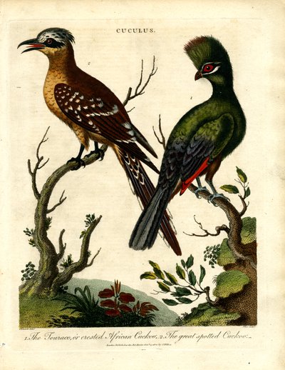 Guguk Kuşu Türleri by George Edwards