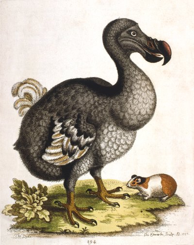 Dodo ve kobay, 1750 by George Edwards