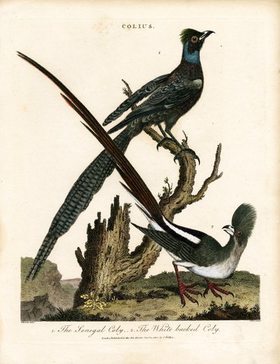 Parlak Sığırcıklar (Colius) by George Edwards