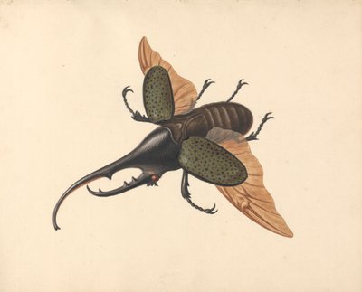 Herkül Böceği by George Edwards