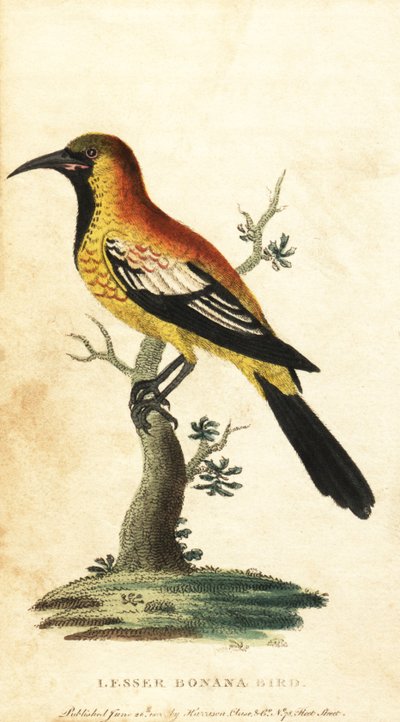 Sarımsak karatavuğu, Gymnomystax mexicanus. ,1800 (gravür) by George Edwards