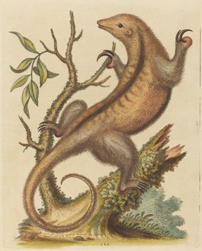 Pigme Karıncayiyen by George Edwards