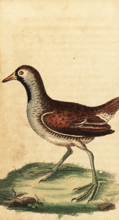 Sora, Porzana carolina. ,1800 (gravür) by George Edwards
