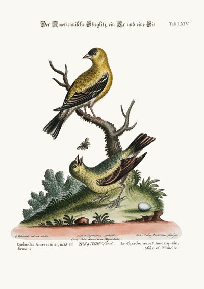 The American Goldfinch, Cock and Hen, 1749-73  by George Edwards