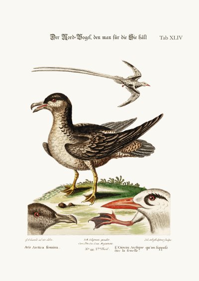 Arktik Kuşu, Tavuk olması gerekiyordu. Tropik Kuş, 1749-73 by George Edwards