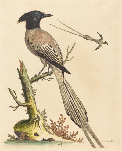 Siyah Beyaz Tepeli Cennet Kuşu by George Edwards