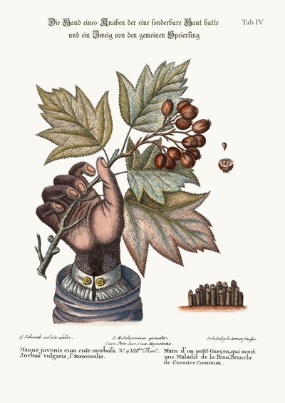 Huysuz Derili Bir Çocuğun Eli ve Ortak Hizmet Ağacının Bir Dalı, 1749-73 by George Edwards