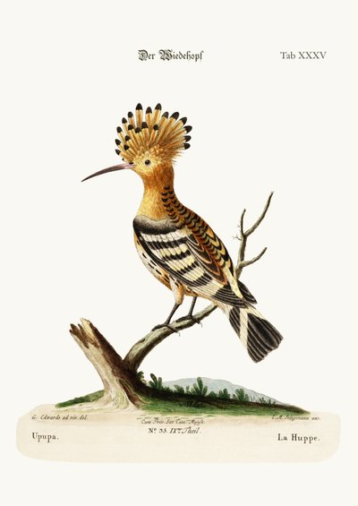 The Hoopoe, 1749-73  by George Edwards