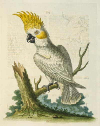 Sarı Armalı Küçük Beyaz Kakadu. / Le Petit Cacatua Blanc ve Girit Jaune by George Edwards