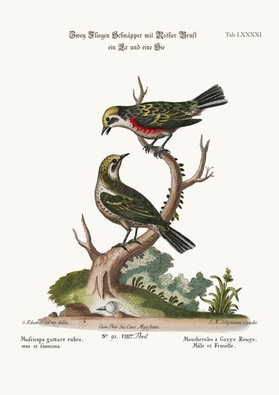 ರೆಡ್-ಥ್ರೋಟೆಡ್ ಫ್ಲೈಕ್ಯಾಚರ್ಸ್, ಕಾಕ್ ಮತ್ತು ಹೆನ್, 1749-73 urk by George Edwards