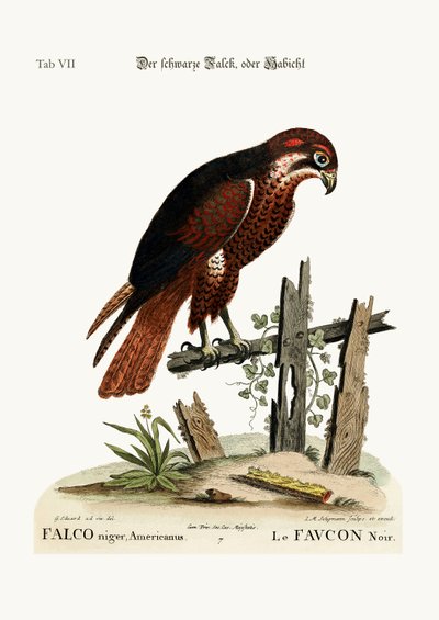 The black Hawk or Falcon, 1749-73  by George Edwards