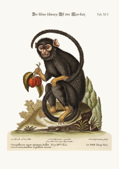 Küçük Kara Maymun, 1749-73 by George Edwards