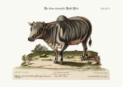 Küçük Hint Mandası, 1749-73 by George Edwards