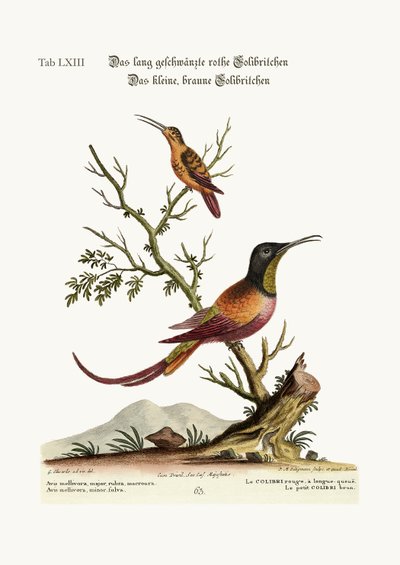 Uzun kuyruklu kırmızı Sinekkuşu. Küçük kahverengi Sinekkuşu, 1749-73 by George Edwards