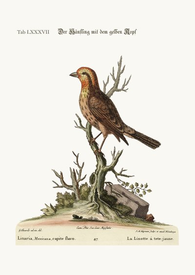 Sarı başlı Linnet, 1749-73 by George Edwards