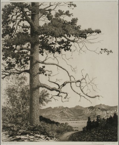 Old Pine, Estes Park by George Elbert Burr