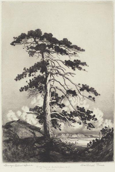 Nöbetçi Çam by George Elbert Burr