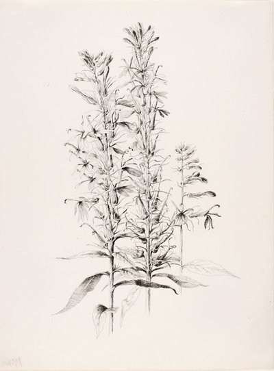 İsimsiz (Kardinal Çiçeği, Lobelia Cardinalis) by George Elbert Burr