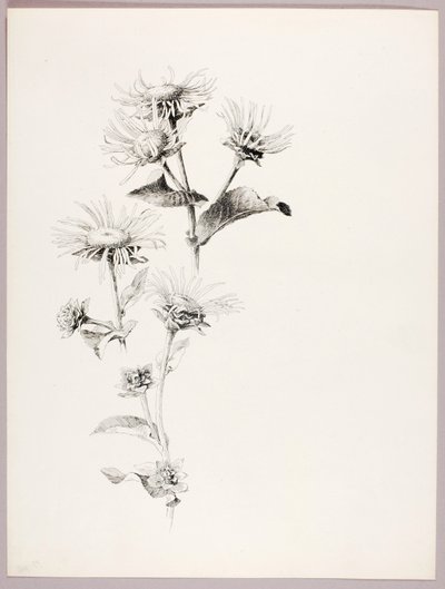İsimsiz (Papatyalar) by George Elbert Burr