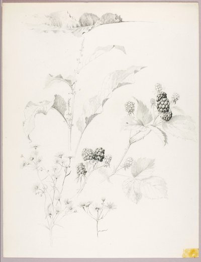 İsimsiz (Papatyalar ve Böğürtlenler) by George Elbert Burr