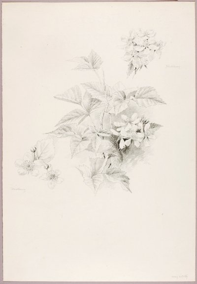 İsimsiz (Dewberry ve Böğürtlen) by George Elbert Burr