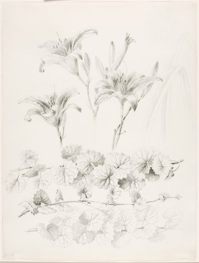 İsimsiz (Zambaklar ve Yer Sarmaşığı) (Glecoma Hederacea) by George Elbert Burr