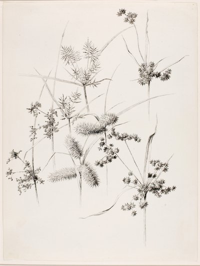 İsimsiz (Saz Çimenleri) by George Elbert Burr