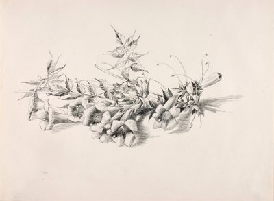 İsimsiz (Trompet Asma, Campsis Radicans) by George Elbert Burr