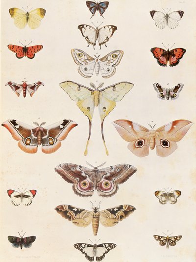 Natal ve Zulu ülkesinden Lepidoptera by George French Angas