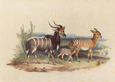 Nyala by George French Angas