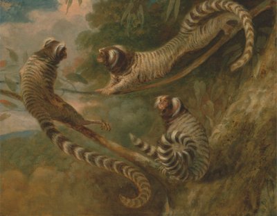 Üç Tavırda Bir Marmoset by George Garrard