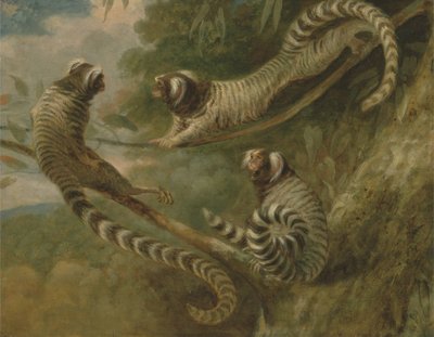 Üç Tavırda Bir Marmoset by George Garrard