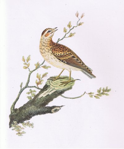 Woodlark, İngiltere