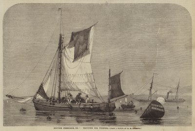 İngiliz Balıkçılık, No 7, Whelks için paça by George Henry Andrews