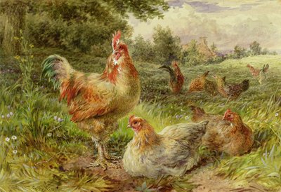 Cochin Çin Tavukları by George Hickin
