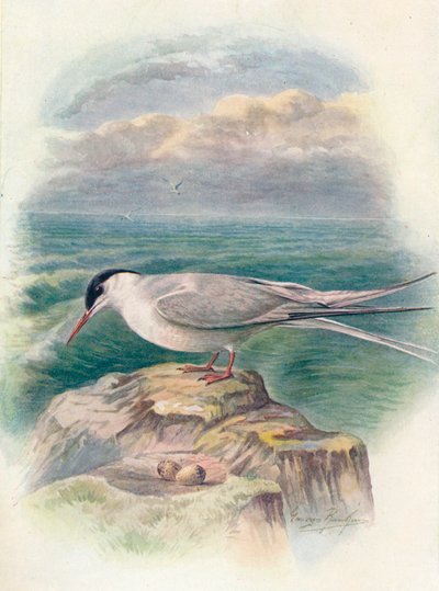 Kuzey Kutbu Sumru - Sterna macrura, c1910, 1910 by George James Rankin