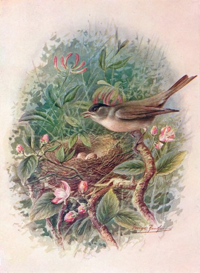 Blackcap - Sylvia attricapilla, c1910, 1910 by George James Rankin
