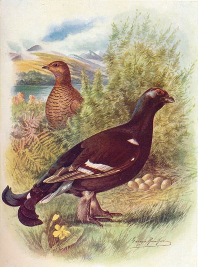 Blackcock veya Black-Grouse - Tetrao tetrix, c1910, 1910 by George James Rankin