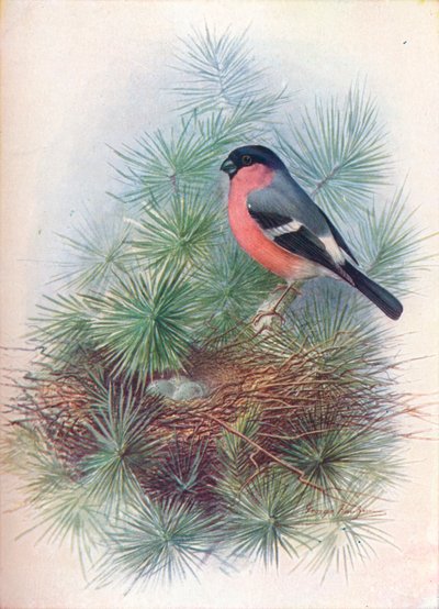 Şakrak kuşu - Pyrrhua europaea, c1910, 1910 by George James Rankin